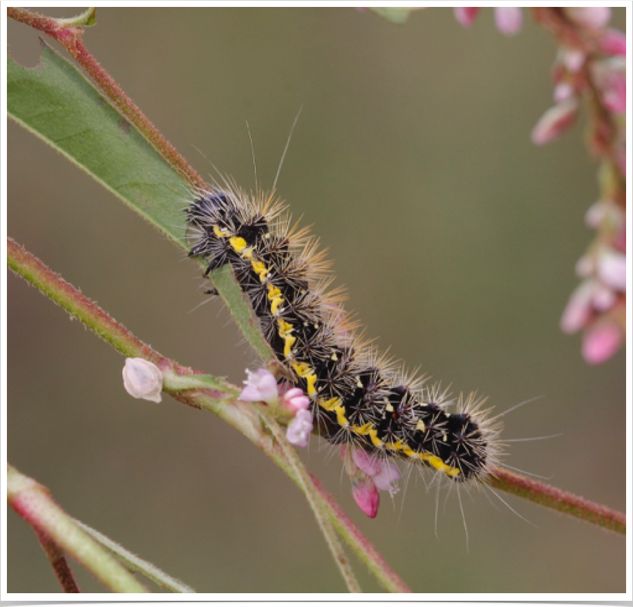 Acronicta oblinita
Smeared Dagger (Smartweed Caterpillar)
Perry County, Alabama